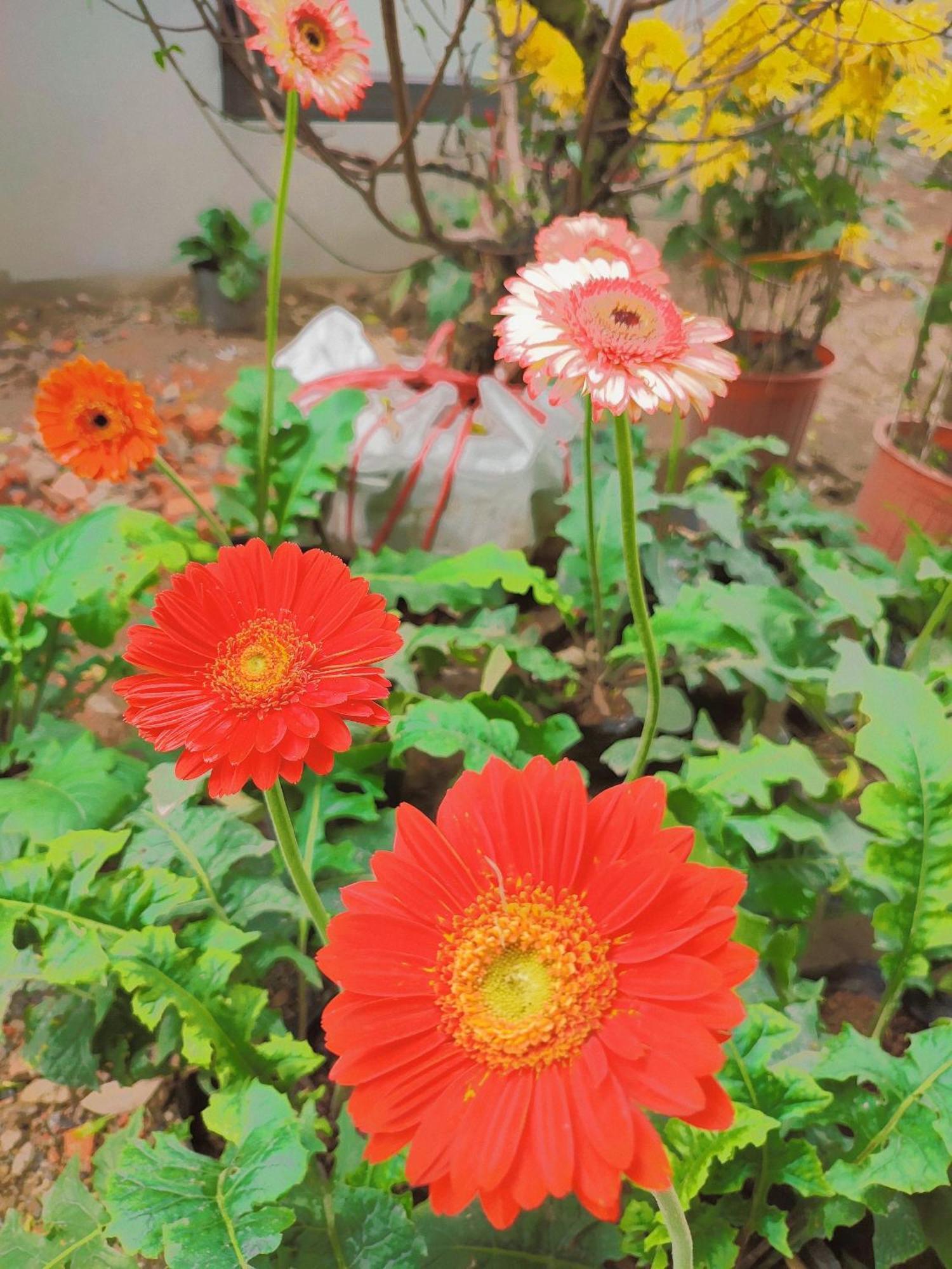 Trang An Natural Mountainside Homestay Ninh Binh Eksteriør billede