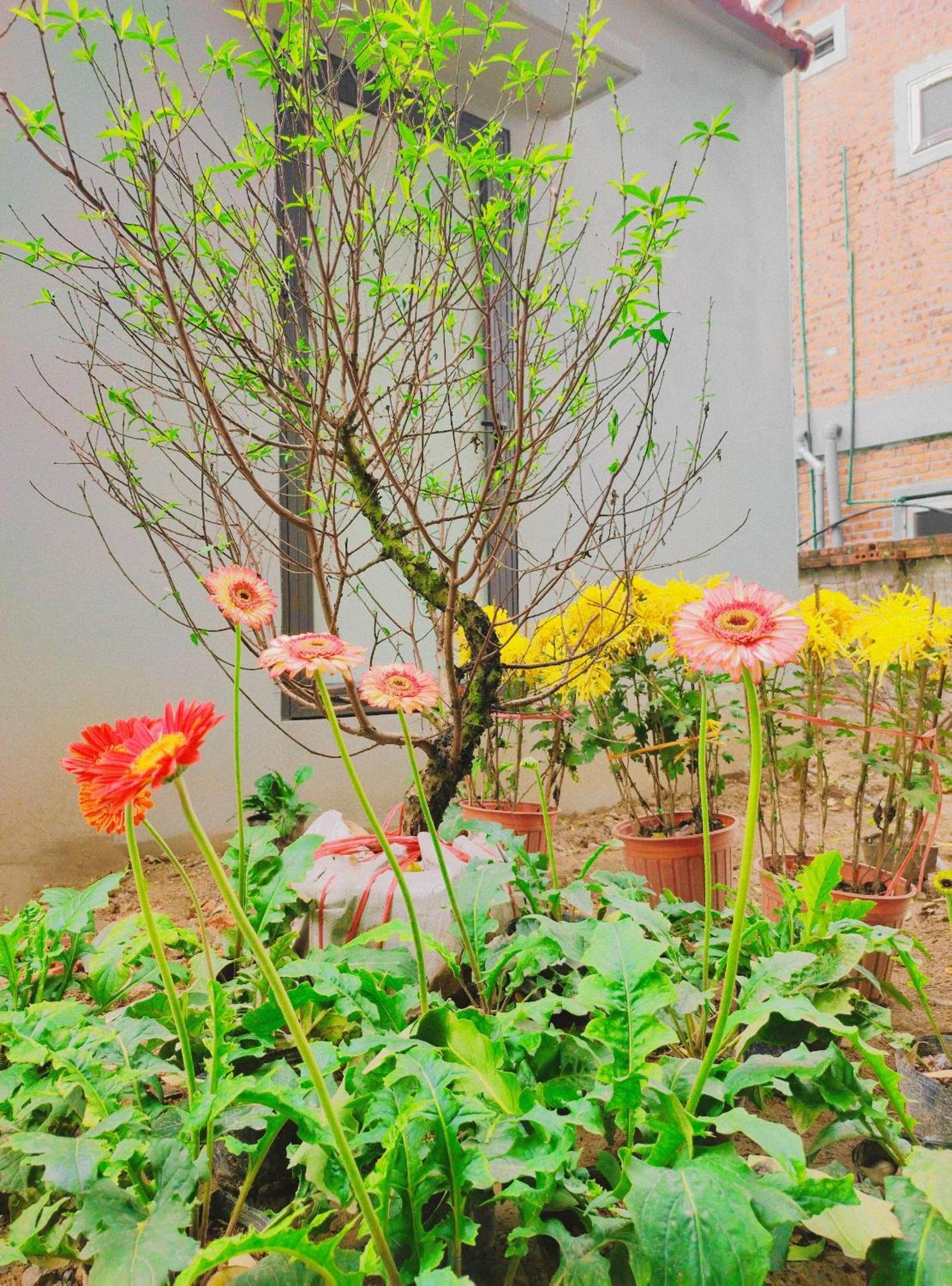 Trang An Natural Mountainside Homestay Ninh Binh Eksteriør billede