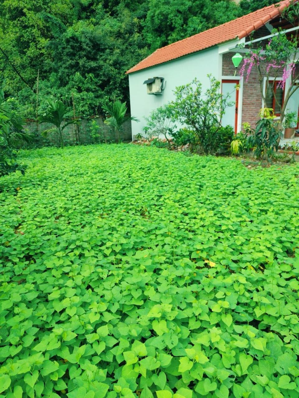 Trang An Natural Mountainside Homestay Ninh Binh Eksteriør billede